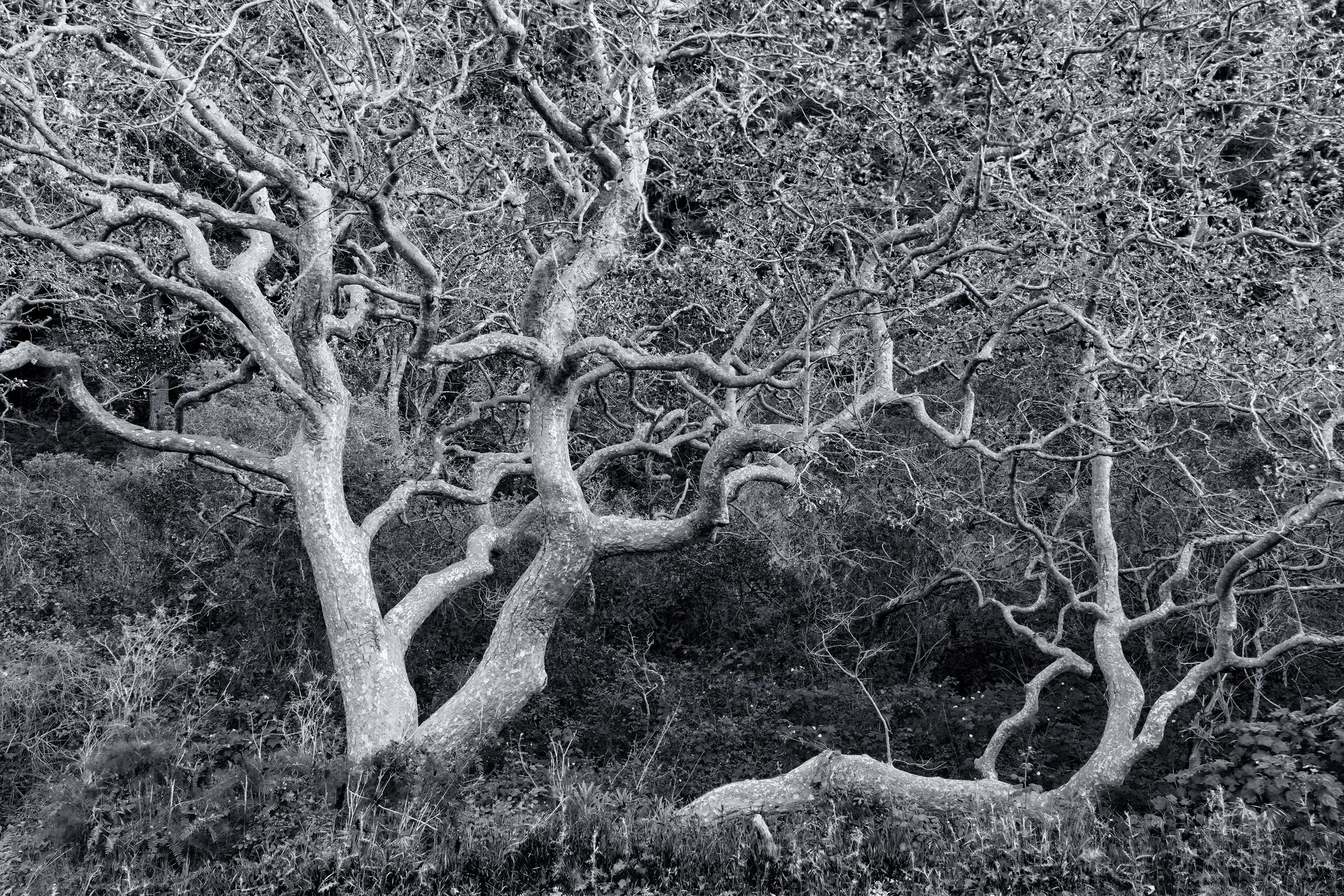 A gallery of fine art black and white or monochrome images, big